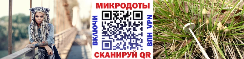 Галлюциногенные грибы Psilocybine cubensis мега сайт Покачи наркота